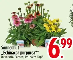 Edeka Sonnenhut Echinacea purpurea Angebot