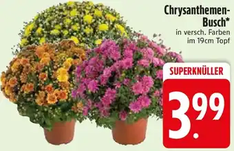 Edeka Chrysanthemen Busch Angebot