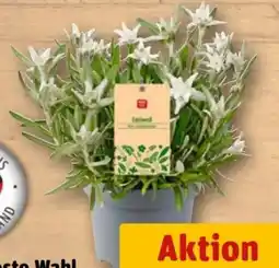 REWE Center Rewe Beste Wahl Edelweiss Angebot