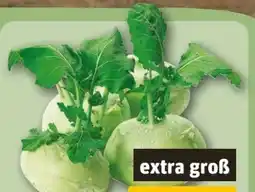 REWE Center Kohlrabi Angebot
