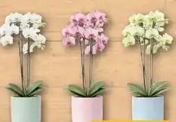 REWE Center Orchideen Angebot