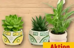 REWE Center Sukkulenten Angebot