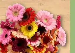 REWE Center Gerbera Angebot