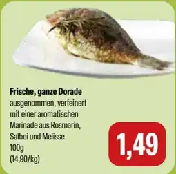 Feneberg Frische, ganze Dorade Angebot