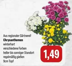 Feneberg Chrysanthemen Angebot