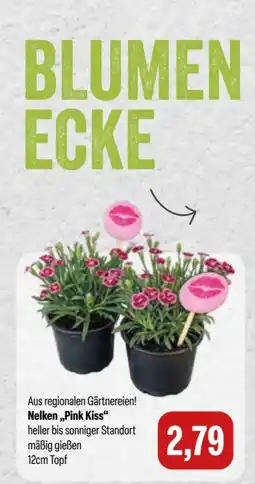 Feneberg Nelken "Pink Kiss" Angebot