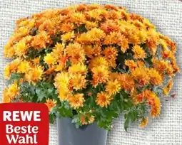 nahkauf Rewe Beste Wahl Chrysanthemenbusch Angebot