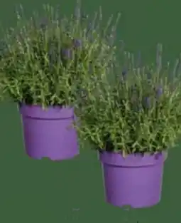 E-Center Lavendel-Busch Angustifolia Angebot
