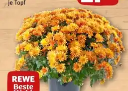REWE Center Rewe Beste Wahl Chrysanthemenbusch Angebot