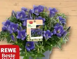 REWE Center Rewe Beste Wahl Enzian Angebot