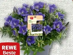 nahkauf Rewe Beste Wahl Enzian Angebot