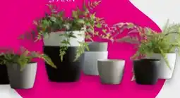 Mömax Dekopflanze Farn Angebot