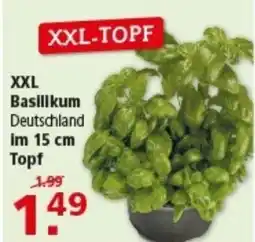 Multi Markt XXL-Basilikum Angebot