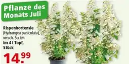 Multi Markt Rispenhortensie (Hydrangea paniculata) Angebot