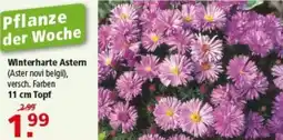 Multi Markt Winterharte Astern Angebot