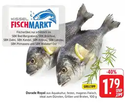 SBK Dorade Royal Angebot