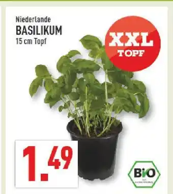 Marktkauf Basilikum Angebot