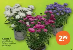 tegut Astern Angebot