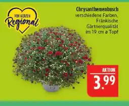 Marktkauf Von herzen regional chrysanthemenbusch Angebot