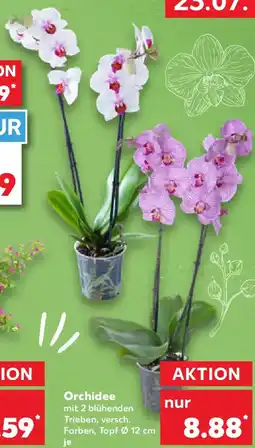 Kaufland Orchidee Angebot