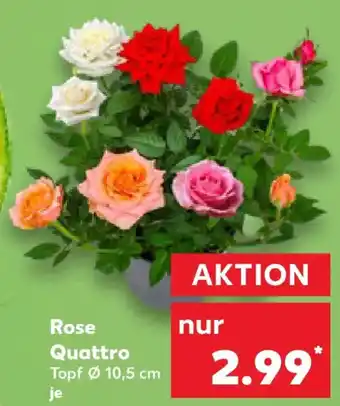 Kaufland Rose Quattro Angebot