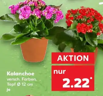 Kaufland Kalanchoe Angebot
