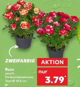 Kaufland Rose Angebot