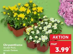 Kaufland Chrysantheme Angebot