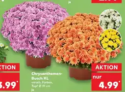 Kaufland Chrysanthemen- Busch XL Angebot