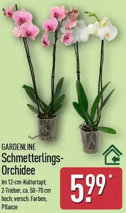 Aldi Nord GARDENLINE Schmetterlings Orchidee Angebot