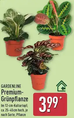 Aldi Nord GARDENLINE Premium Grünpflanze Angebot