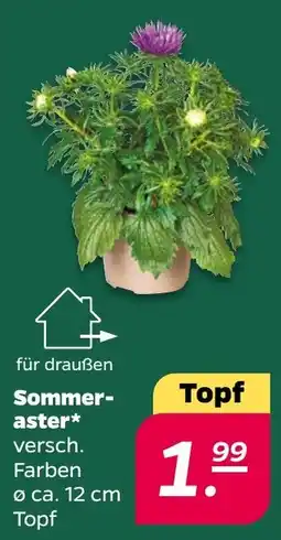 Netto Sommer-aster* Angebot