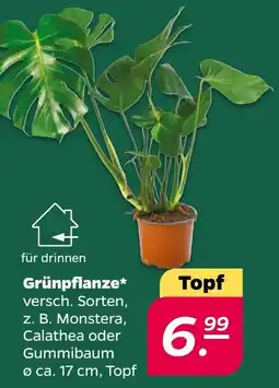 Netto Grünpflanze* Angebot