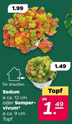 Netto Sedum oder Semper-vivum* Angebot