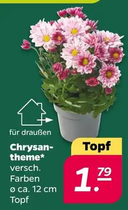 Netto Chrysanthemum* Angebot