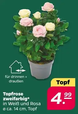 Netto Topfrose zweifarbig* Angebot