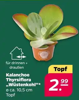 Netto Kalanchoe Thyrsiflora „Wüstenkohl“* Angebot