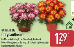 Aldi Nord GARDENLINE Chrysantheme Angebot