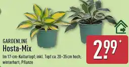 Aldi Nord GARDENLINE Hosta-Mix Angebot
