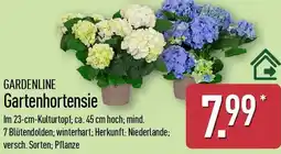 Aldi Nord GARDENLINE Gartenhortensie Angebot