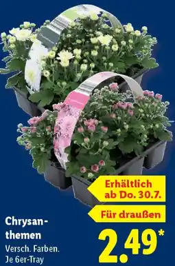 Lidl Chrysanthemen Angebot