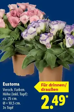 Lidl Eustoma Angebot