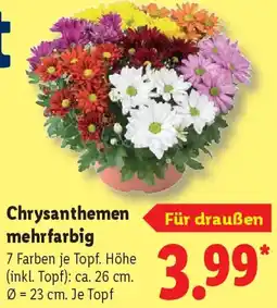 Lidl Chrysanthemen mehrfarbig Angebot