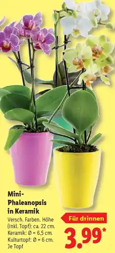 Lidl Mini Phaleanopsis in Keramik Angebot