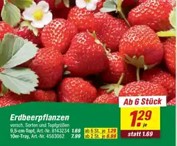 toom Baumarkt Erdbeerpflanzen Angebot
