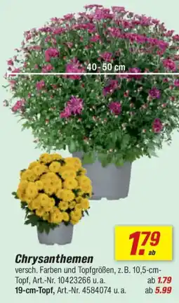 toom Baumarkt Chrysanthemen Angebot