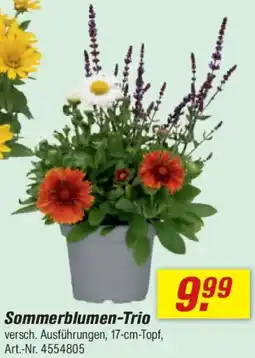 toom Baumarkt Sommerblumen-Trio Angebot