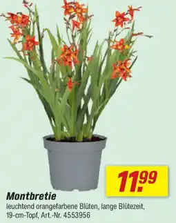 toom Baumarkt Montbretie Angebot