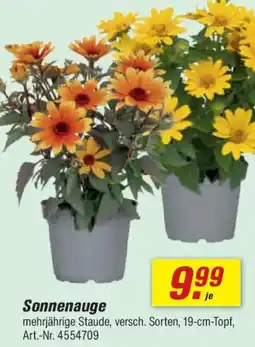 toom Baumarkt Sonnenauge Angebot
