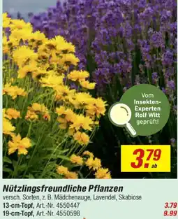 toom Baumarkt Nützlingsfreundliche Pflanzen Angebot